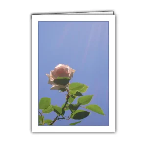 Billet Rosenschein, vielseitig verwendbar, ab 1,78 €